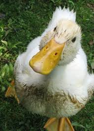 A mucky duck called Dubai