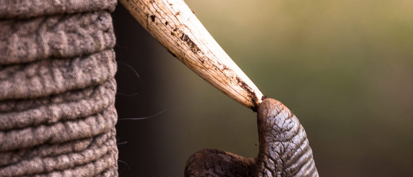 Elephant touching its tusk with its trunk_high res