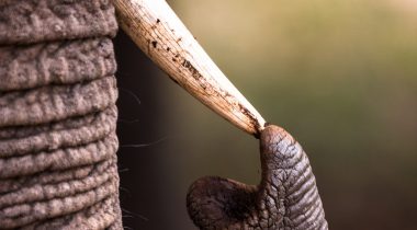 Elephant touching its tusk with its trunk_high res