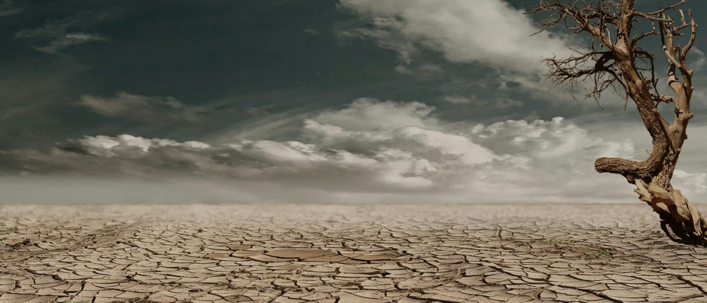 Photo of Brown Bare Tree on Brown Surface during Daytime Photo of Brown Bare Tree on Brown Surface during Daytime
