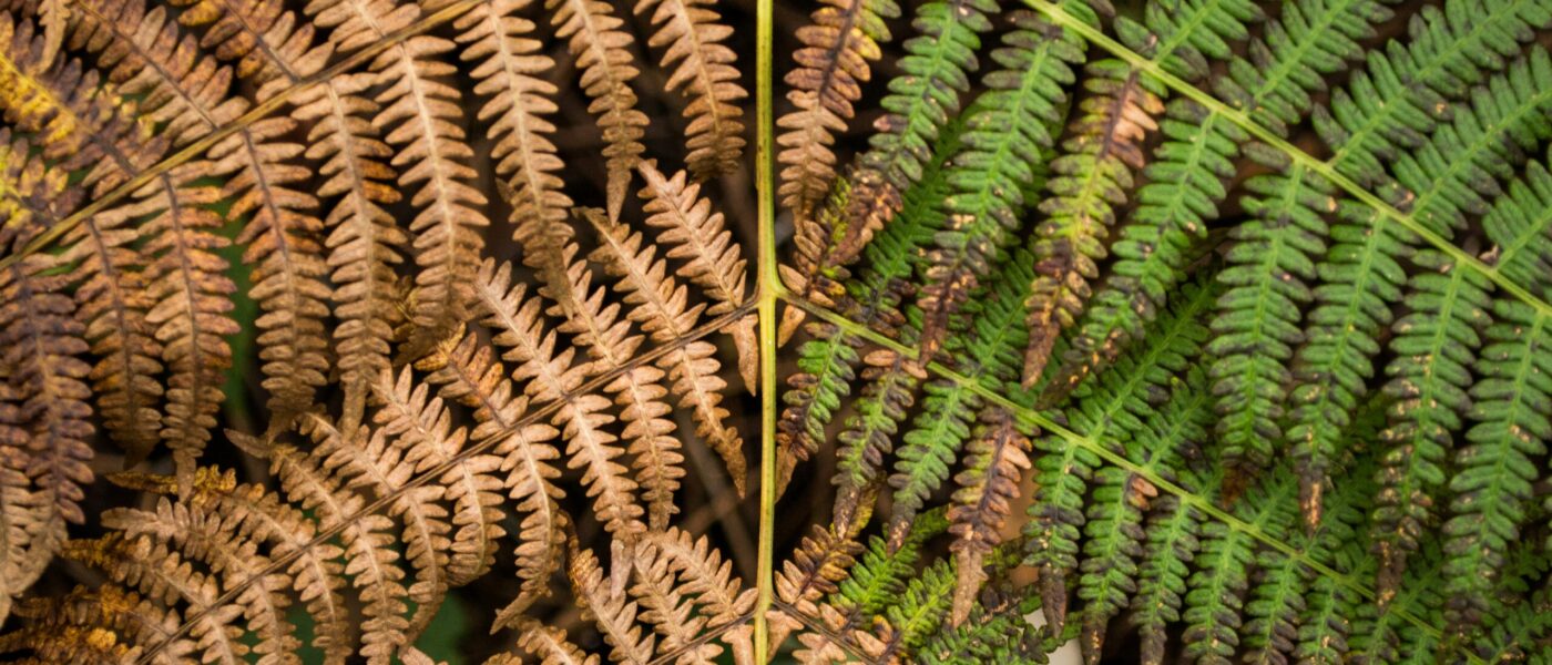 A branch with green leaves on one side and brown leaves on the other