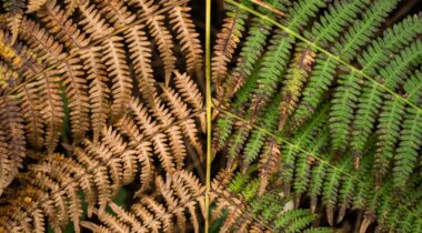 A branch with green leaves on one side and brown leaves on the other