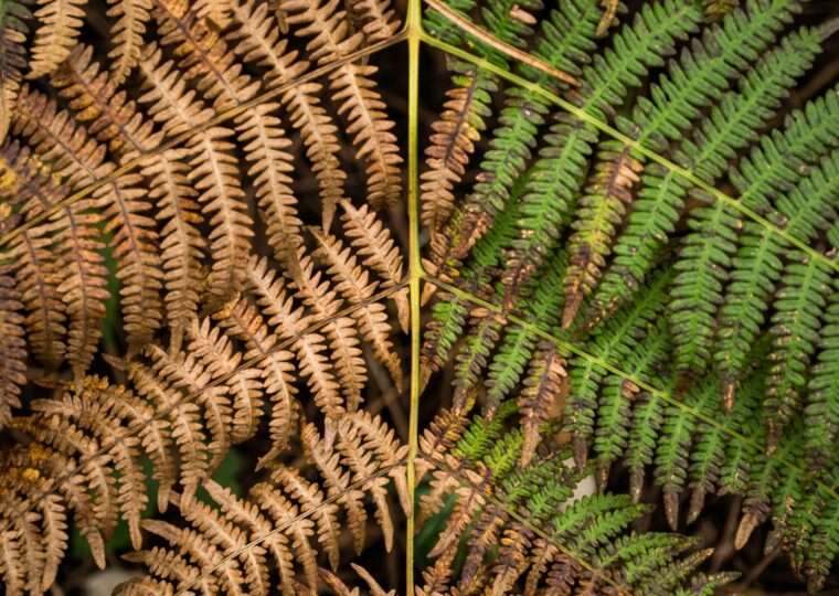 A branch with green leaves on one side and brown leaves on the other